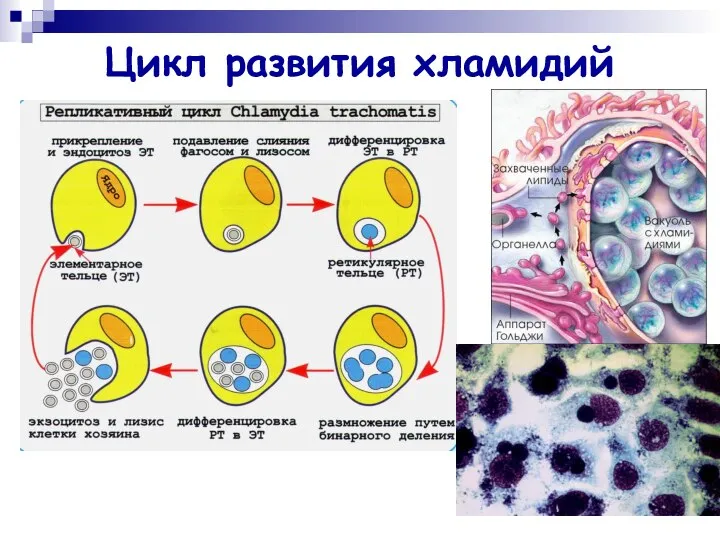 Цикл развития хламидий