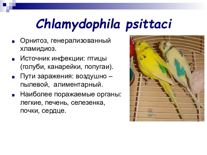 Chlamydophila psittaci Орнитоз, генерализованный хламидиоз. Источник инфекции: птицы (голуби, канарейки, попугаи).