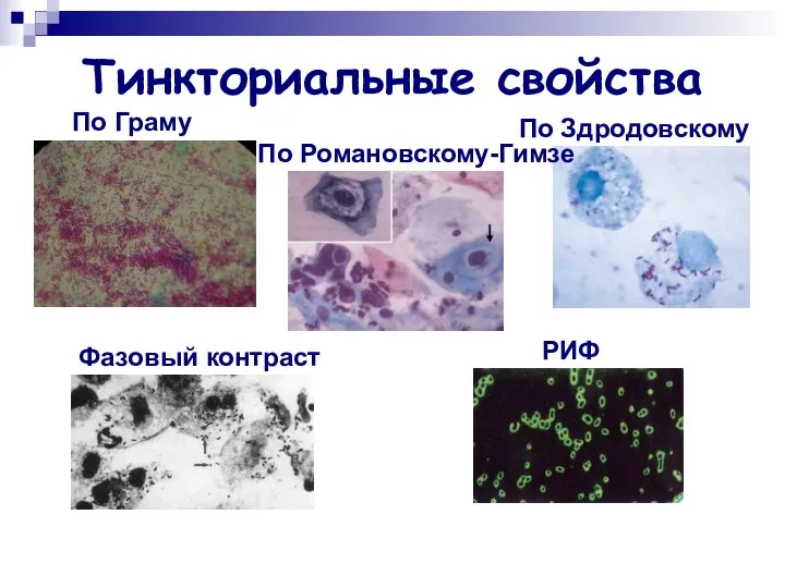 Тинкториальные свойства По Граму По Здродовскому Фазовый контраст РИФ По Романовскому-Гимзе