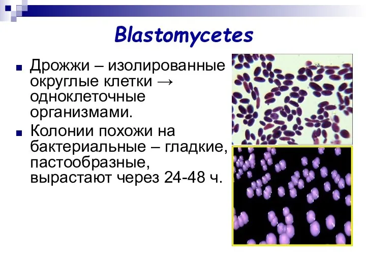 Blastomycetes Дрожжи – изолированные округлые клетки → одноклеточные организмами. Колонии похожи