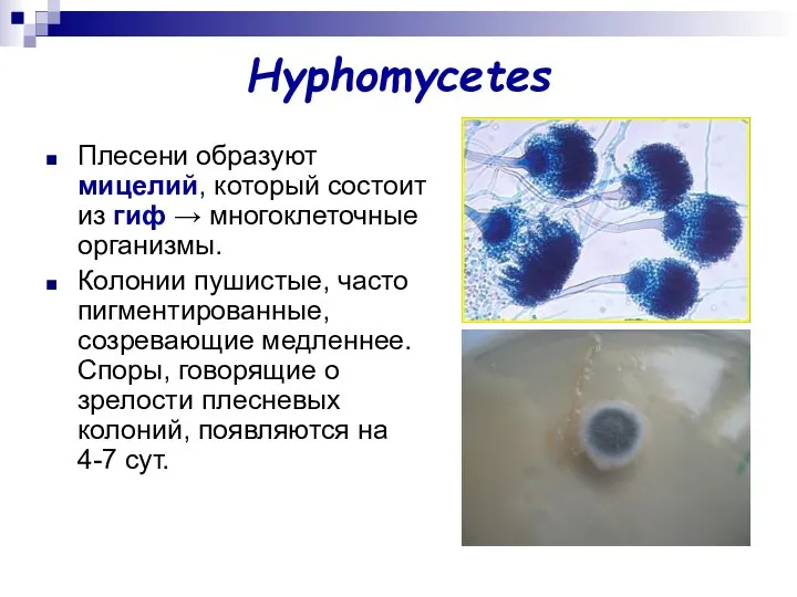 Hyphomycetes Плесени образуют мицелий, который состоит из гиф → многоклеточные организмы.