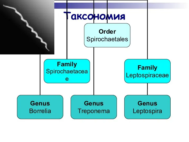 Таксономия