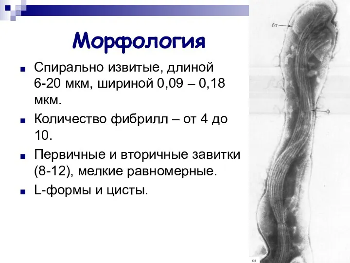 Морфология Cпирально извитые, длиной 6-20 мкм, шириной 0,09 – 0,18 мкм.