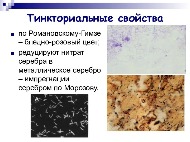 Тинкториальные свойства по Романовскому-Гимзе – бледно-розовый цвет; редуцируют нитрат серебра в