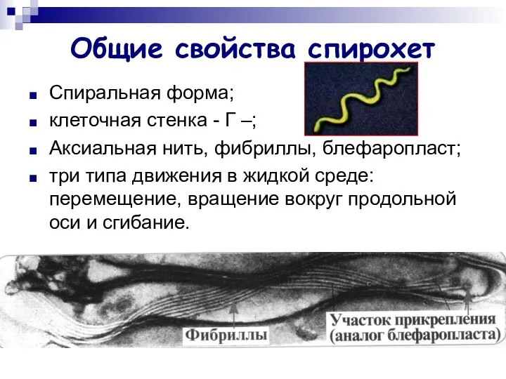 Общие свойства спирохет Спиральная форма; клеточная стенка - Г –; Аксиальная