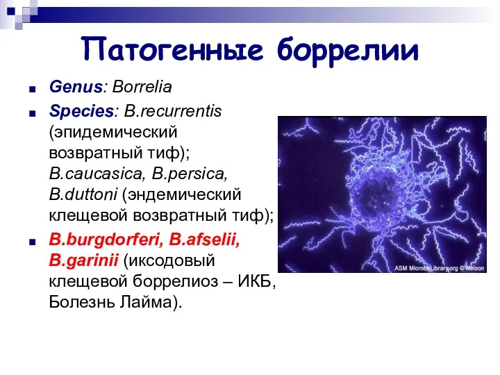 Патогенные боррелии Genus: Borrelia Species: B.recurrentis (эпидемический возвратный тиф); B.caucasica, B.persica,