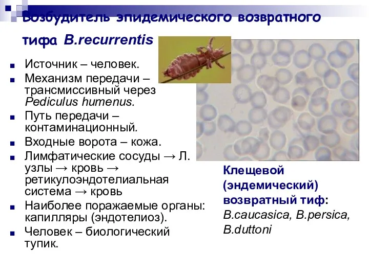 Возбудитель эпидемического возвратного тифа B.recurrentis Источник – человек. Механизм передачи –