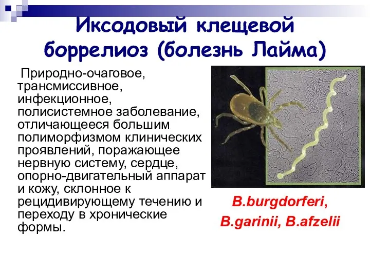 Иксодовый клещевой боррелиоз (болезнь Лайма) Природно-очаговое, трансмиссивное, инфекционное, полисистемное заболевание, отличающееся