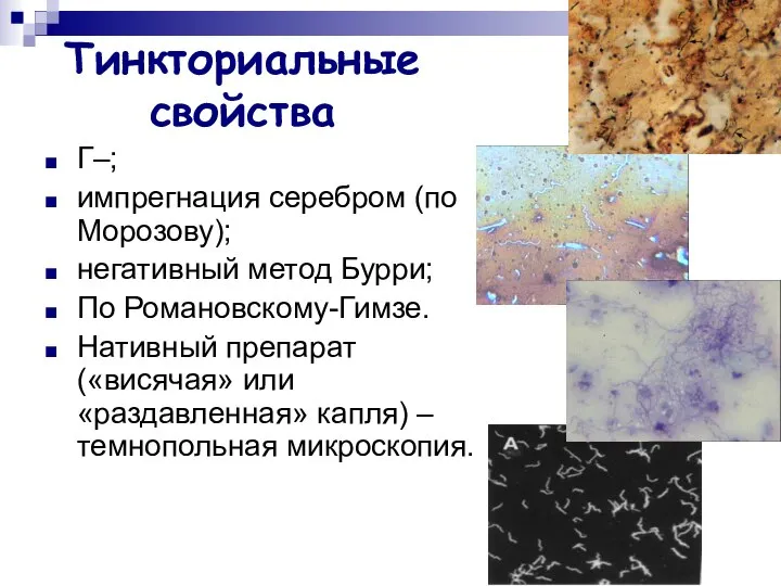 Тинкториальные свойства Г–; импрегнация серебром (по Морозову); негативный метод Бурри; По