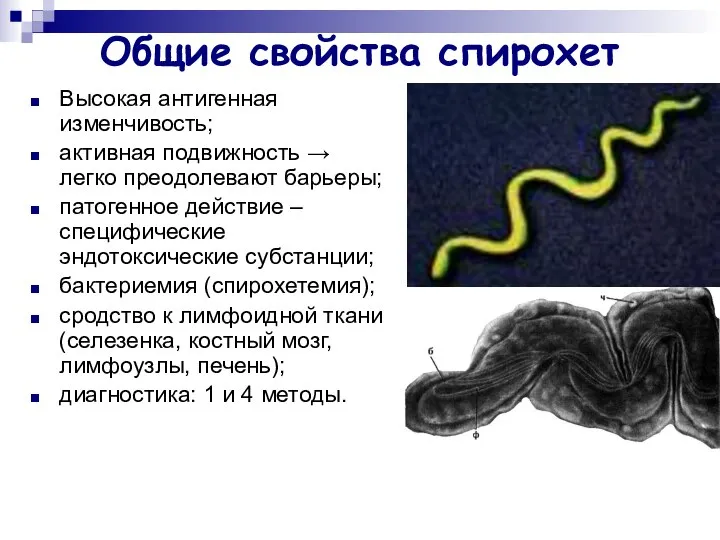 Общие свойства спирохет Высокая антигенная изменчивость; активная подвижность → легко преодолевают