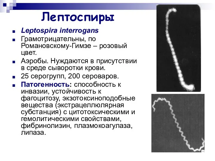 Лептоспиры Leptospira interrogans Грамотрицательны, по Романовскому-Гимзе – розовый цвет. Аэробы. Нуждаются