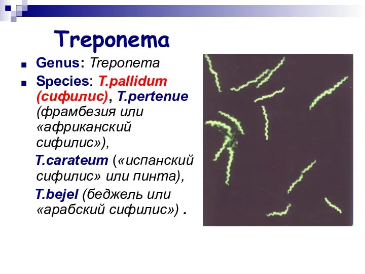 Treponema Genus: Treponema Species: T.pallidum (сифилис), T.pertenue (фрамбезия или «африканский сифилис»),