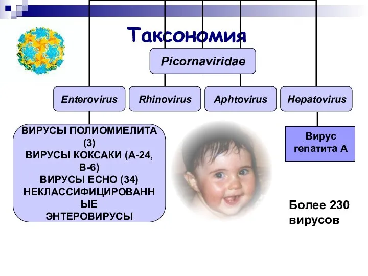 Таксономия Более 230 вирусов Вирус гепатита А