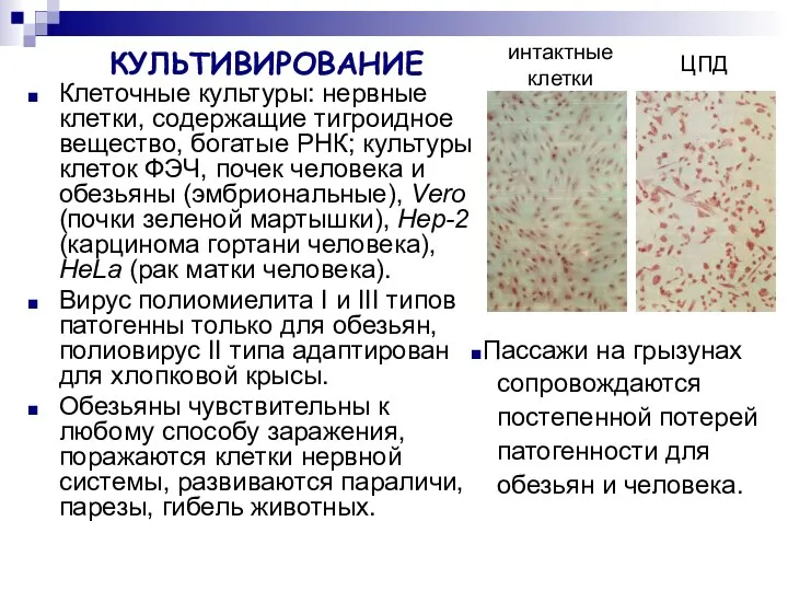 КУЛЬТИВИРОВАНИЕ Клеточные культуры: нервные клетки, содержащие тигроидное вещество, богатые РНК; культуры