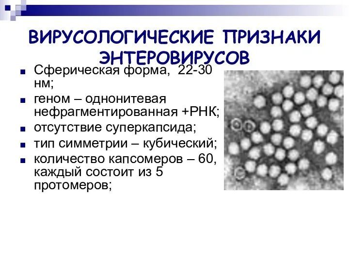 ВИРУСОЛОГИЧЕСКИЕ ПРИЗНАКИ ЭНТЕРОВИРУСОВ Сферическая форма, 22-30 нм; геном – однонитевая нефрагментированная