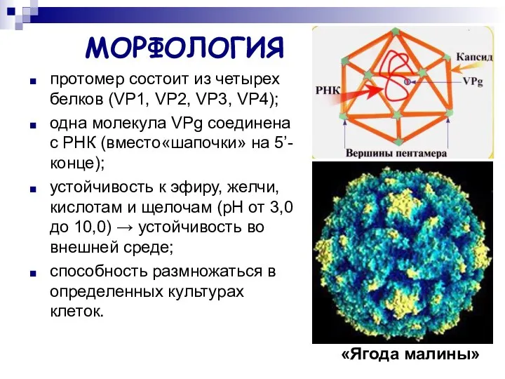 МОРФОЛОГИЯ протомер состоит из четырех белков (VP1, VP2, VP3, VP4); одна