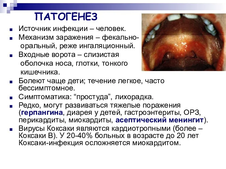 ПАТОГЕНЕЗ Источник инфекции – человек. Механизм заражения – фекально- оральный, реже