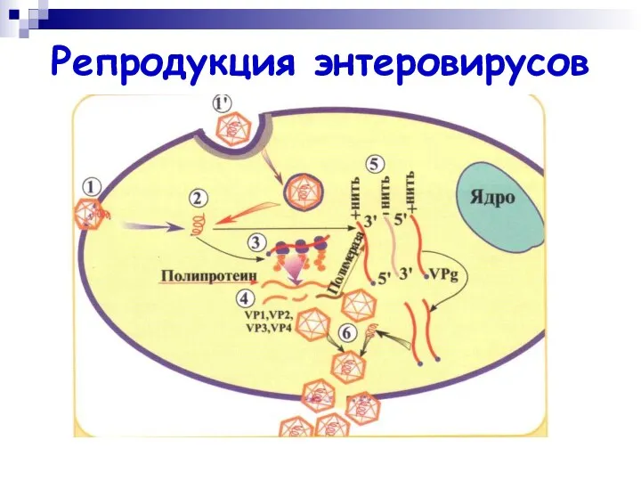 Репродукция энтеровирусов