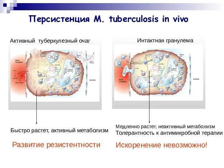 Персистенция M. tuberculosis in vivo