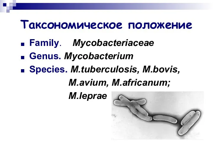 Таксономическое положение Family. Mycobacteriaceae Genus. Mycobacterium Species. M.tuberculosis, M.bovis, M.avium, M.africanum; M.leprae