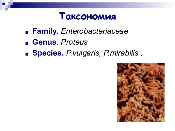 Таксономия Family. Enterobacteriaceae Genus. Proteus Species. P.vulgaris, P.mirabilis .