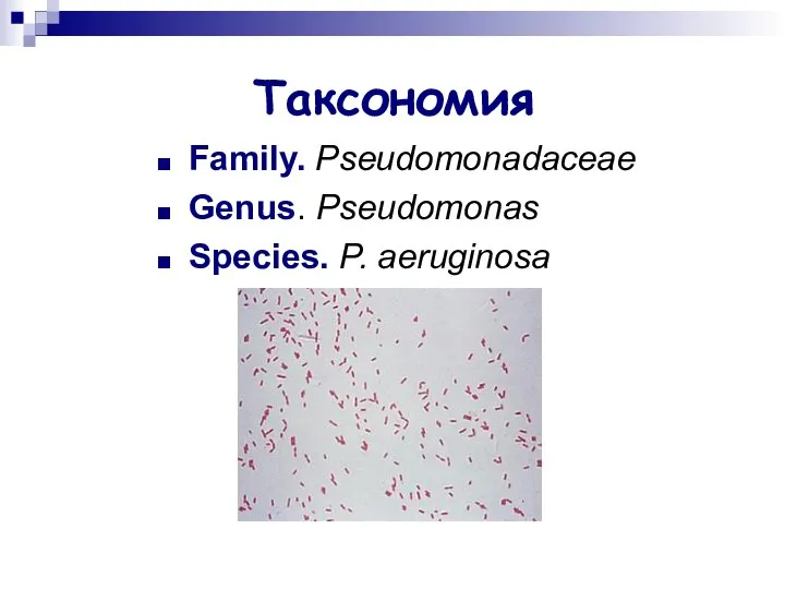 Таксономия Family. Pseudomonadaceae Genus. Pseudomonas Species. P. aeruginosa