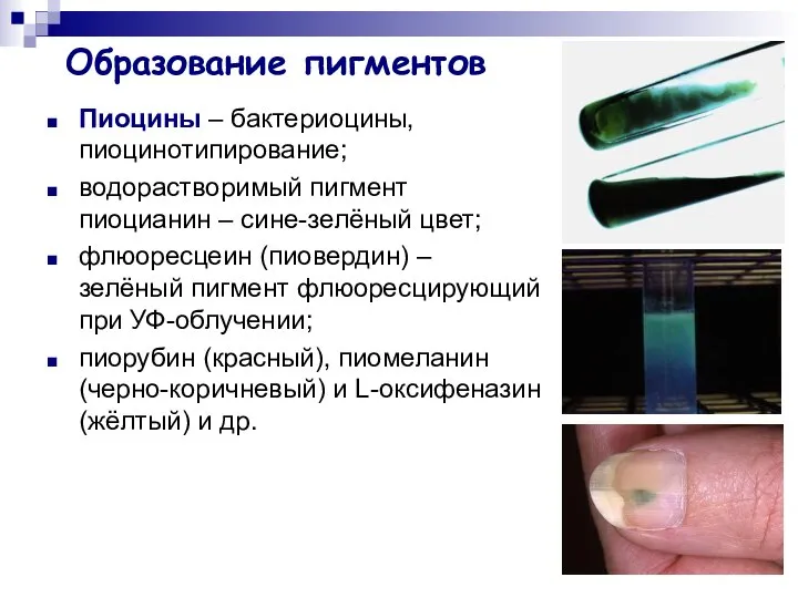 Образование пигментов Пиоцины – бактериоцины, пиоцинотипирование; водорастворимый пигмент пиоцианин – сине-зелёный