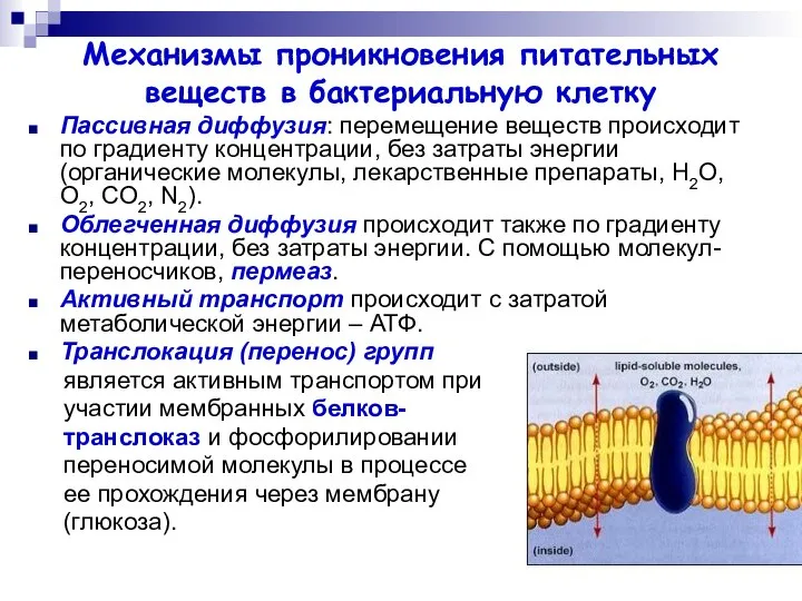 Механизмы проникновения питательных веществ в бактериальную клетку Пассивная диффузия: перемещение веществ