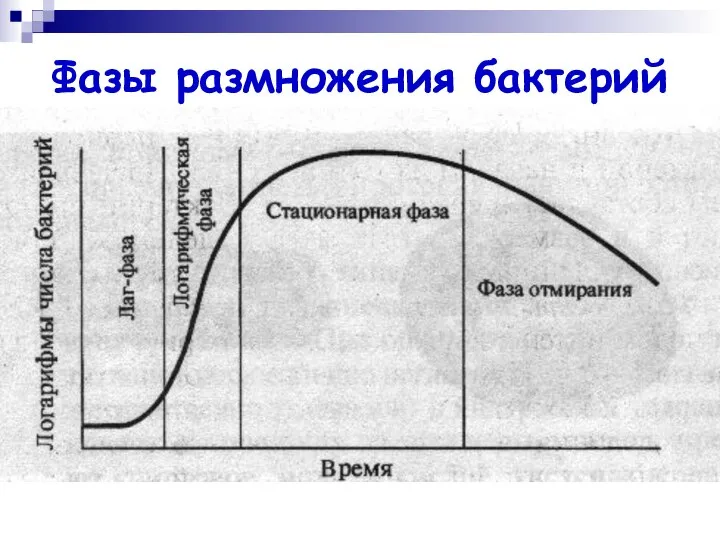 Фазы размножения бактерий