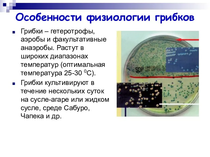 Особенности физиологии грибков Грибки – гетеротрофы, аэробы и факультативные анаэробы. Растут