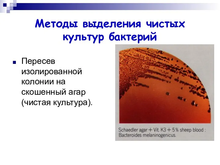 Методы выделения чистых культур бактерий Пересев изолированной колонии на скошенный агар (чистая культура).