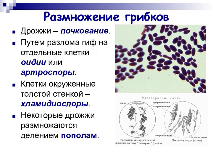 Размножение грибков Дрожжи – почкование. Путем разлома гиф на отдельные клетки