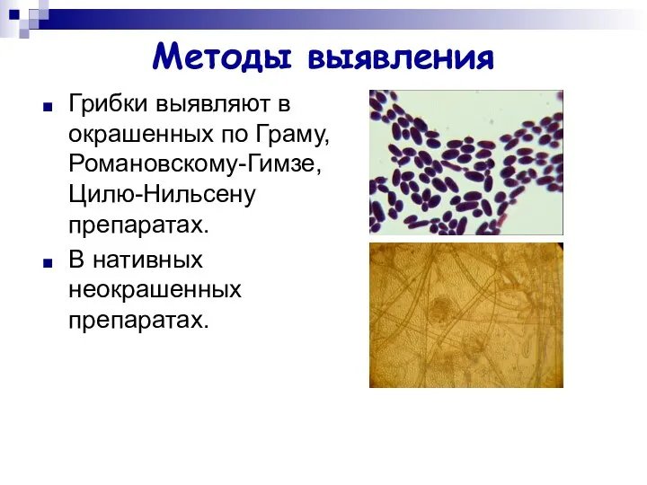 Методы выявления Грибки выявляют в окрашенных по Граму, Романовскому-Гимзе, Цилю-Нильсену препаратах. В нативных неокрашенных препаратах.