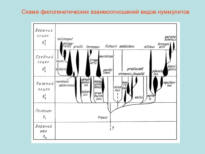 Схема филогенетических взаимоотношений видов нуммулитов