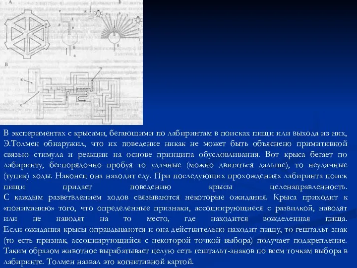 В экспериментах с крысами, бегающими по лабиринтам в поисках пищи или