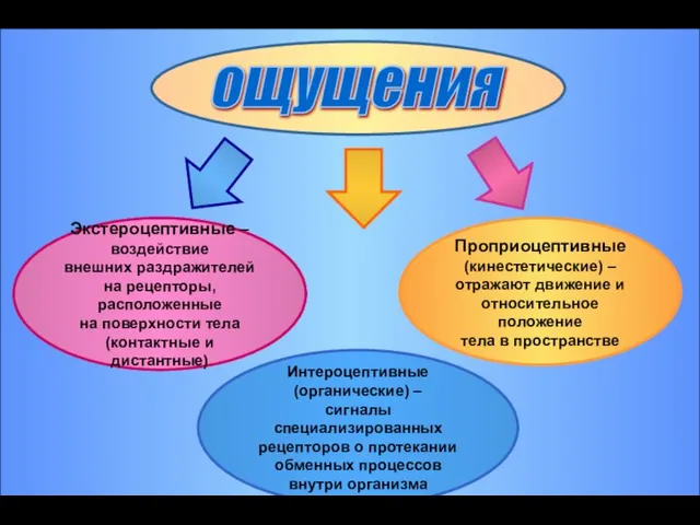 ощущения Экстероцептивные – воздействие внешних раздражителей на рецепторы, расположенные на поверхности