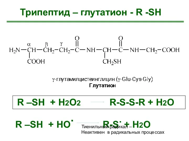 Трипептид – глутатион - R -SH R –SH + H2О2 R-S-S-R