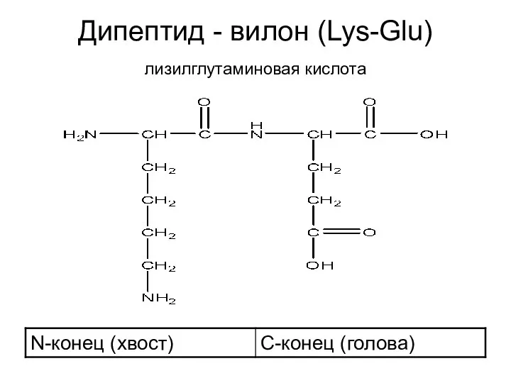 Дипептид - вилон (Lys-Glu) лизилглутаминовая кислота