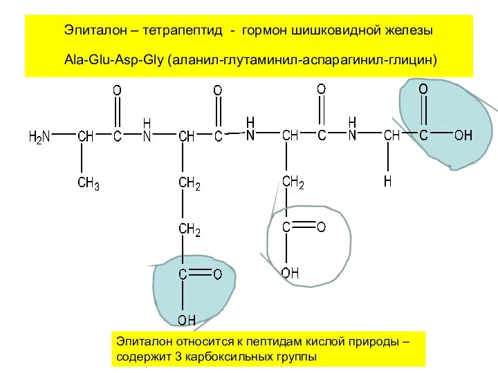 Эпиталон – тетрапептид - гормон шишковидной железы Ala-Glu-Asp-Gly (аланил-глутаминил-аспарагинил-глицин) Эпиталон относится