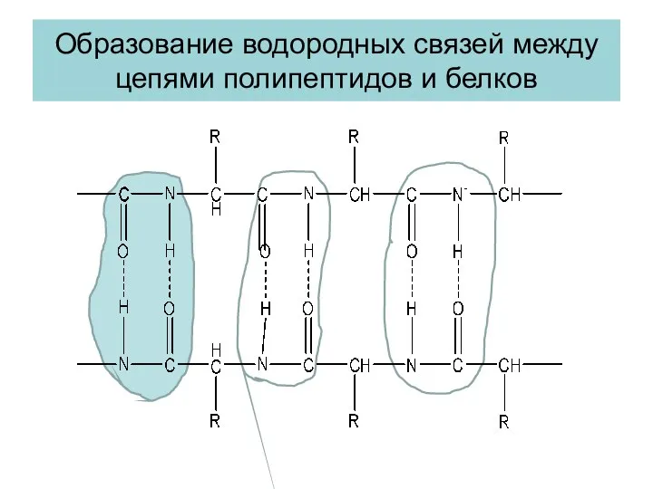 Образование водородных связей между цепями полипептидов и белков