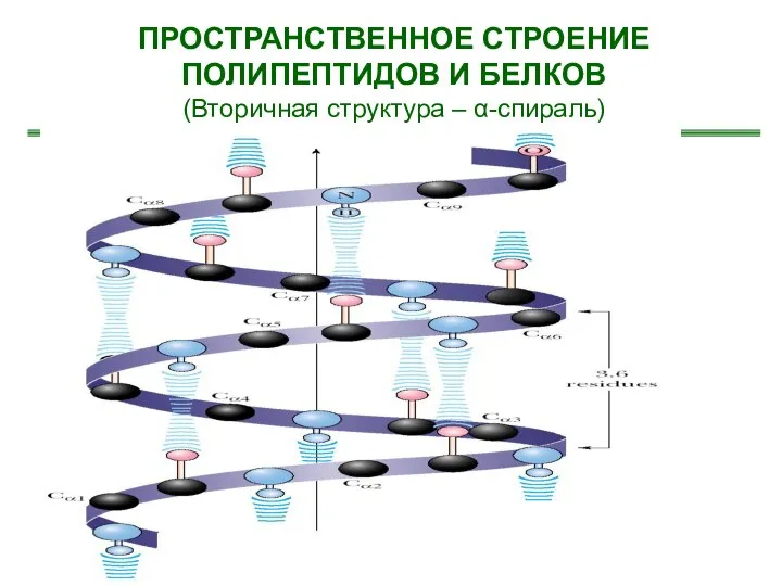 ПРОСТРАНСТВЕННОЕ СТРОЕНИЕ ПОЛИПЕПТИДОВ И БЕЛКОВ (Вторичная структура – α-спираль)