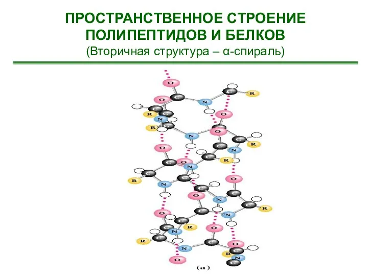 ПРОСТРАНСТВЕННОЕ СТРОЕНИЕ ПОЛИПЕПТИДОВ И БЕЛКОВ (Вторичная структура – α-спираль)