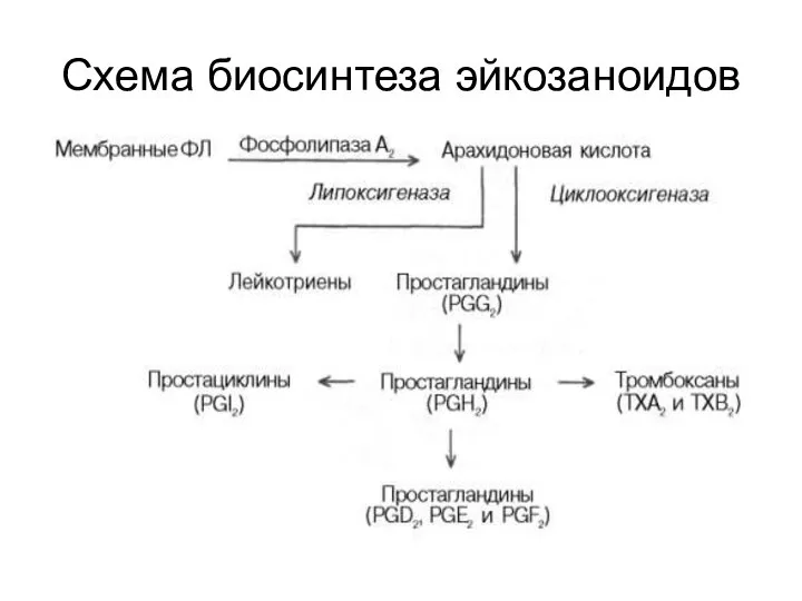 Схема биосинтеза эйкозаноидов