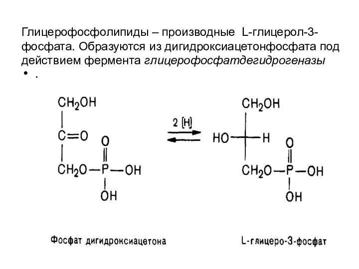 Глицерофосфолипиды – производные L-глицерол-3-фосфата. Образуются из дигидроксиацетонфосфата под действием фермента глицерофосфатдегидрогеназы .