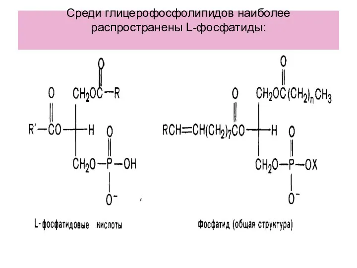 Среди глицерофосфолипидов наиболее распространены L-фосфатиды: