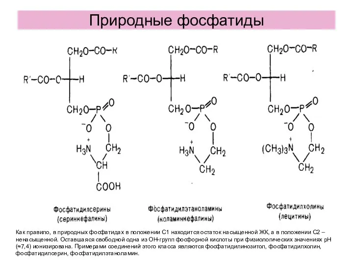 Природные фосфатиды Как правило, в природных фосфатидах в положении С1 находится