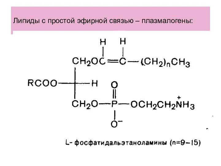 Липиды с простой эфирной связью – плазмалогены: