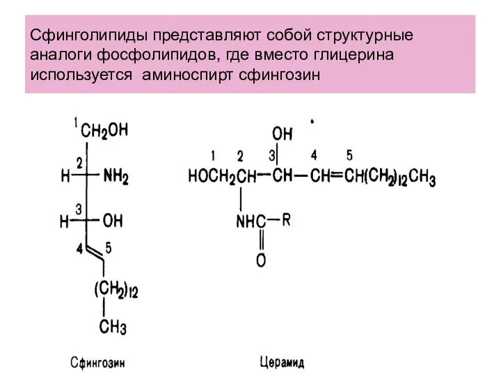 Сфинголипиды представляют собой структурные аналоги фосфолипидов, где вместо глицерина используется аминоспирт сфингозин