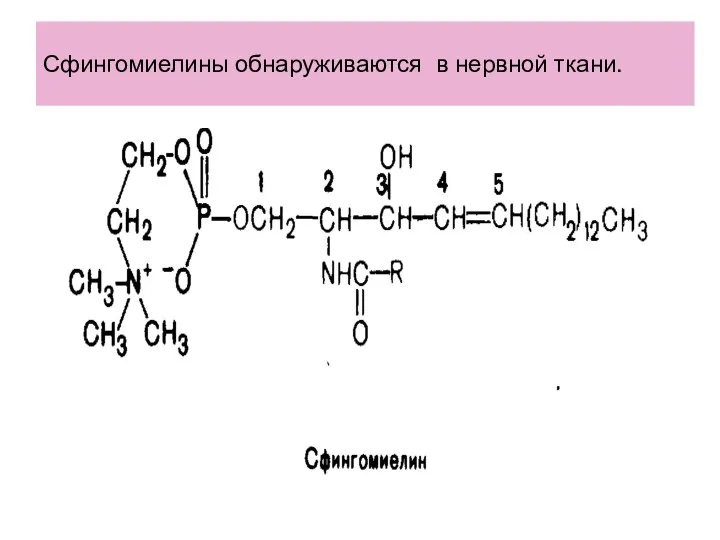 Сфингомиелины обнаруживаются в нервной ткани.