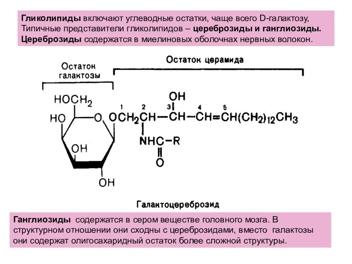 Гликолипиды включают углеводные остатки, чаще всего D-галактозу, Типичные представители гликолипидов –